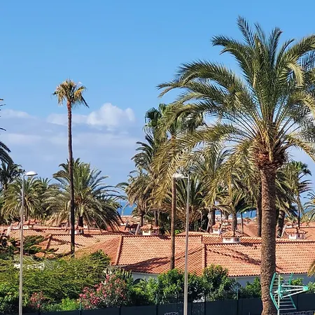 Palm View Camelias *